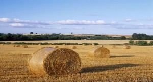 399x300xnigel-francis-agricultural-landscape-with-straw-bales-in-a-cut-wheat-field.jpg.pagespeed.ic.md9kXAwqOs 