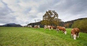 47464480-simmental-cows-grazing-on-meadow-in-alpine-area-with-hills-in-background
