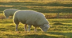 995998119-grazing-sheep-pasture-livestock-farming