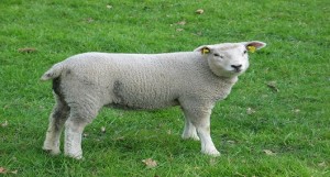 Lamb nl