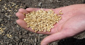 Lyon-barley-variety-photo