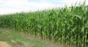 MN-Corn-july-20121
