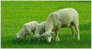 Sheep-grazing 