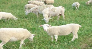 Sheep2-13eugys 