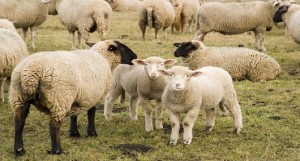 Sheep 8024 