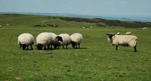 Sheep on Cleeve Common - geograph.org.uk - 1330599 