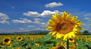 Sunflower-Crop-pun 