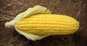 corn-crop-gmo-735-350