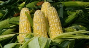 corn1703