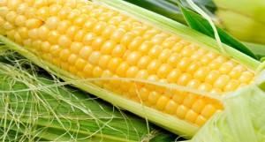 corn1903-1024x682