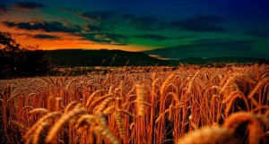 corn field by bl4ck4dd3r