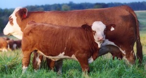 cow-calf-2