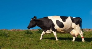 cow-in-grass-field-jpg