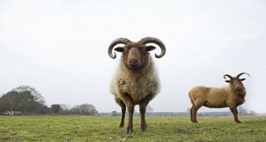 david-tipling-manx-loaghtan-sheep-ovis-aries-grazing-grassland-on-minsmere-rspb-reserve-suffolk-uk