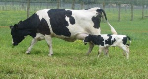 eight col transgenic cow with calf