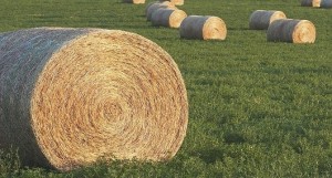 hay-bales-in-green-alfalfa-field-michael-interisano