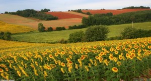 sunflower crop 1280x800 