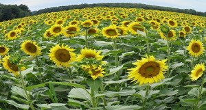 sunflowers-blog480 