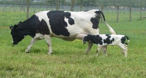 transgenic cow with calf large 