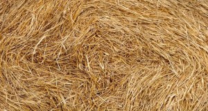 wheat-straw 